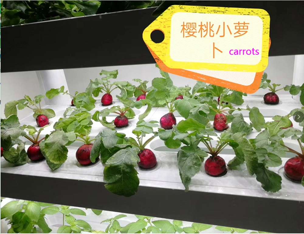 Home Garden Smart Nft Hydroponics System with LED Grow Lights